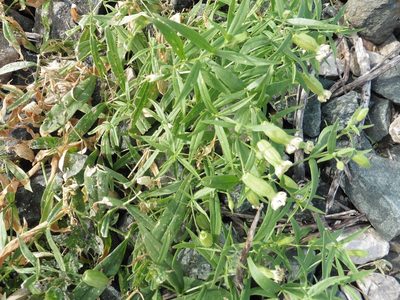 Silene procumbens, photographed by Силаева Татьяна Борисовна