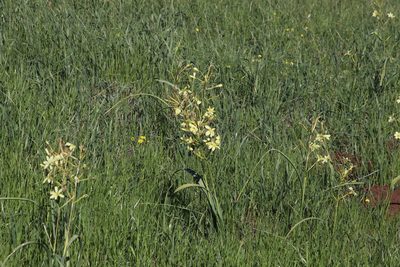 Moraea fragrans, photographed by Tony Rebelo