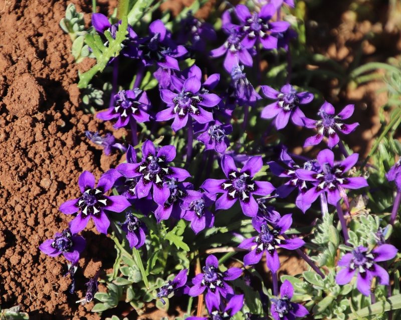 Lapeirousia oreogena, photographed by Tony Rebelo