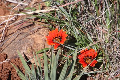 Gazania rigida, photographed by Tony Rebelo