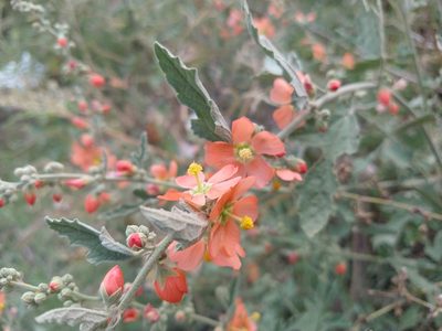 Sphaeralcea fendleri, photographed by Alexis López Hernández