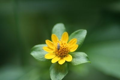 Melampodium perfoliatum, photographed by Luis F. Ramírez