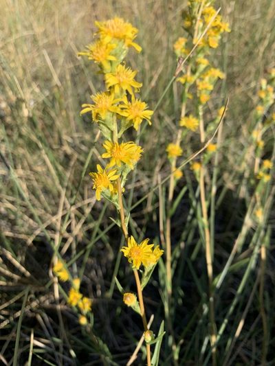 Pyrrocoma racemosa, photographed by Leah Gardner
