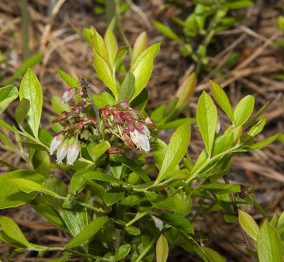 Vaccinium tenellum, photographed by Seig