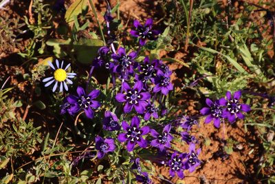 Lapeirousia oreogena, photographed by Tony Rebelo