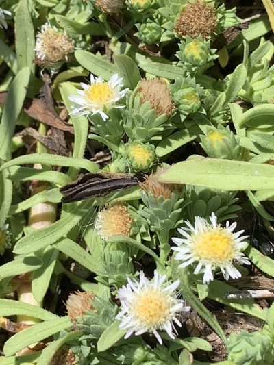 Symphyotrichum frondosum, photographed by Leah Gardner