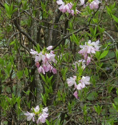 Rhododendron vaseyi, photographed by Seig