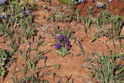 Lapeirousia oreogena, photographed by Tony Rebelo