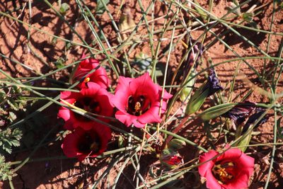 Romulea monadelpha, photographed by Tony Rebelo