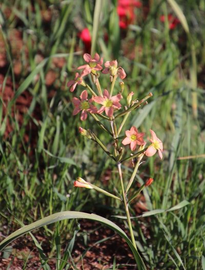 Moraea fragrans, photographed by Tony Rebelo