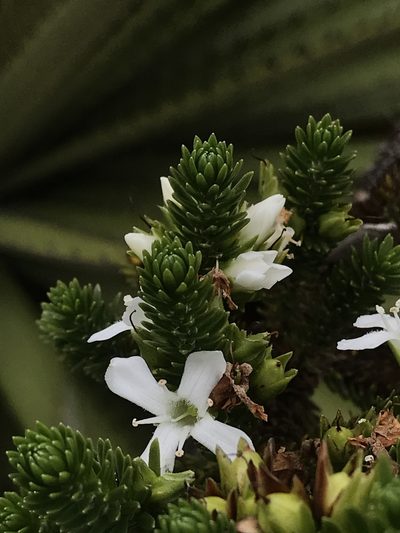 Aragoa abietina, photographed by Nicolás Baresch Uribe