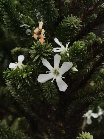 Aragoa abietina, photographed by Nicolás Baresch Uribe
