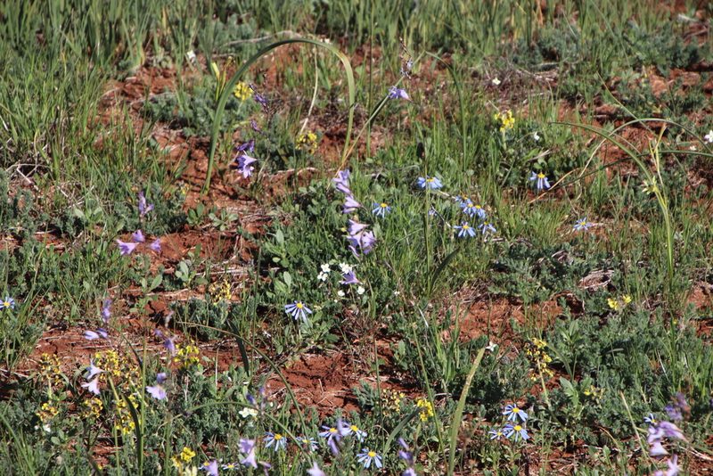 Ixia rapunculoides, photographed by Tony Rebelo