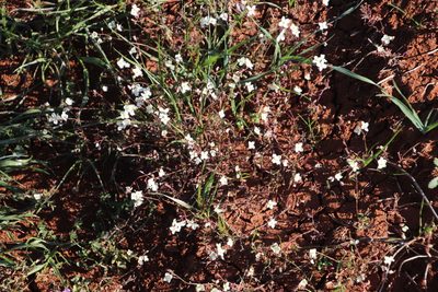 Heliophila collina, photographed by Tony Rebelo