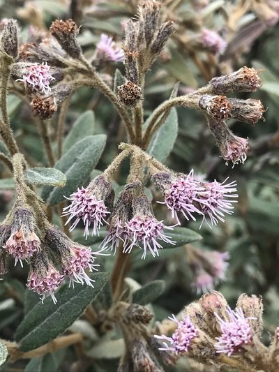 Ageratina gynoxoides, photographed by Nicolás Baresch Uribe