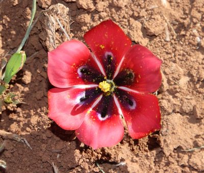 Romulea monadelpha, photographed by Tony Rebelo