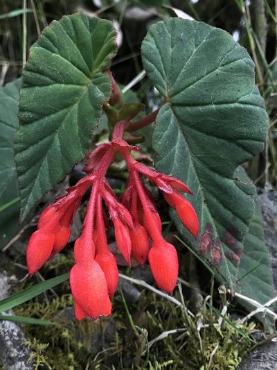 Begonia ferruginea, photographed by Nicolás Baresch Uribe