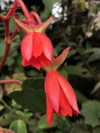 Begonia ferruginea, photographed by Nicolás Baresch Uribe