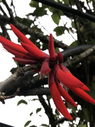 Erythrina rubrinervia, photographed by Nicolás Baresch Uribe