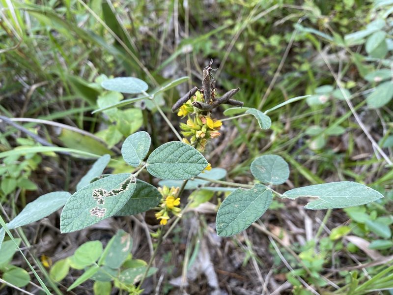 Rhynchosia tomentosa, photographed by Alan Weakley