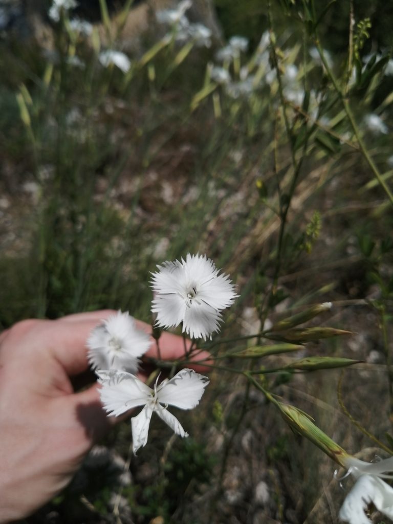 Dianthus fragrans, photographed by Nevlyutov Marat