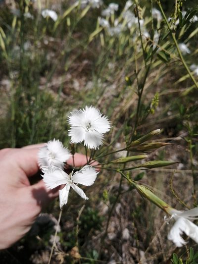 Dianthus fragrans, photographed by Nevlyutov Marat