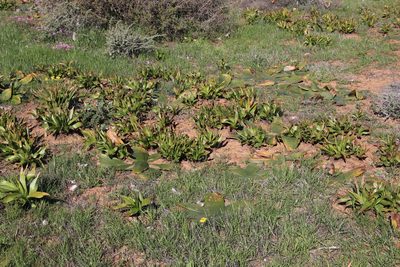 Bulbine alooides, photographed by Tony Rebelo