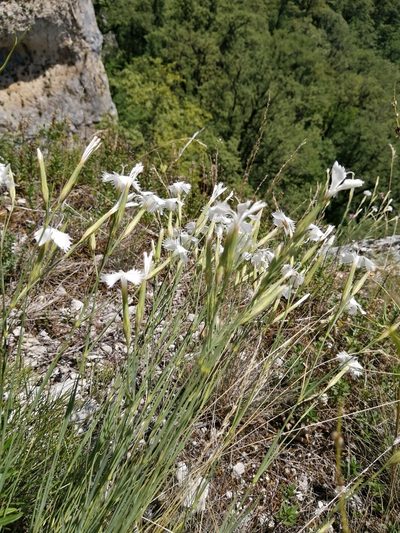 Dianthus fragrans, photographed by Nevlyutov Marat