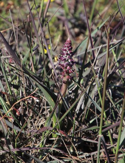 Lachenalia elegans, photographed by Tony Rebelo