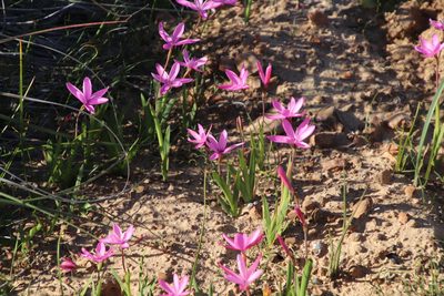 Hesperantha pauciflora, photographed by Tony Rebelo