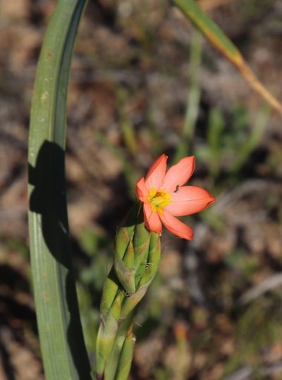 Moraea bifida, photographed by Tony Rebelo