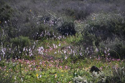 Ixia rapunculoides, photographed by Tony Rebelo