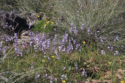Ixia rapunculoides, photographed by Tony Rebelo