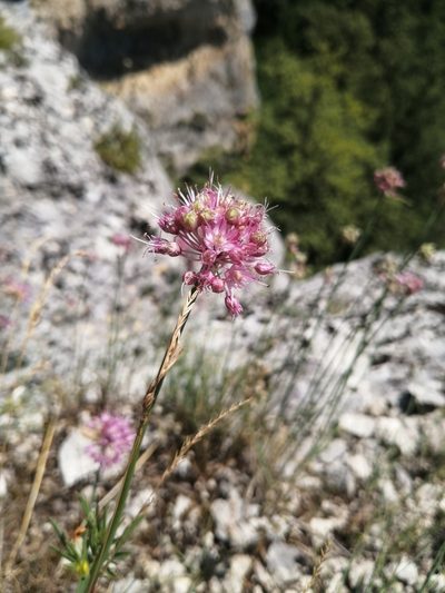 Allium psebaicum, photographed by Nevlyutov Marat