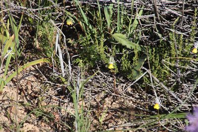 Nemesia cheiranthus, photographed by Tony Rebelo