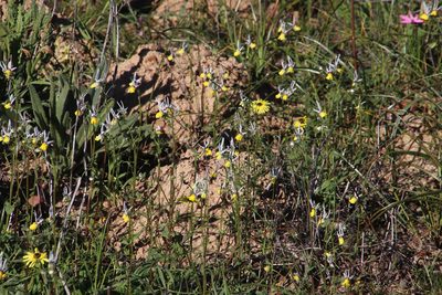 Nemesia cheiranthus, photographed by Tony Rebelo