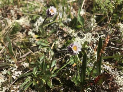 Erigeron uniflorus, photographed by Olav Skarpaas