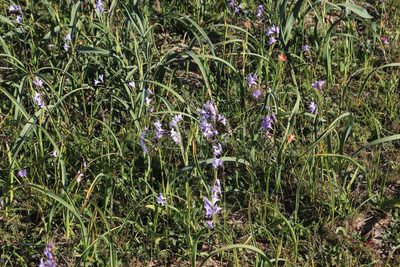 Ixia rapunculoides, photographed by Tony Rebelo