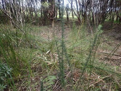 Lepidosperma australe, photographed by Jenny Christianson