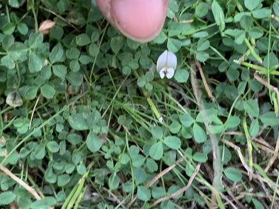 Trifolium monanthum, photographed by Leah Gardner