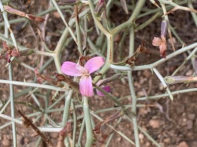 Pleiacanthus spinosus, photographed by Leah Gardner