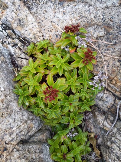 Phedimus ellacombeanus, photographed by Zac Peterson