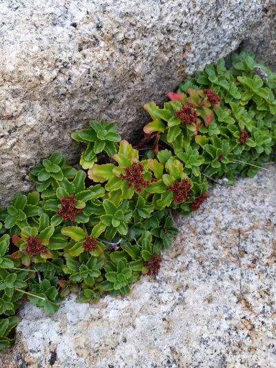 Phedimus ellacombeanus, photographed by Zac Peterson