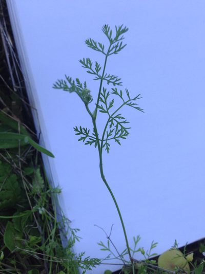 Yabea microcarpa, photographed by Cindy Roessler