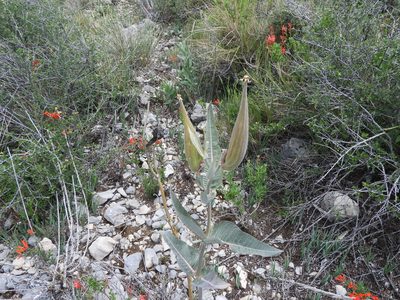 Asclepias sauronii, photographed by Leticia Jiménez Hernández