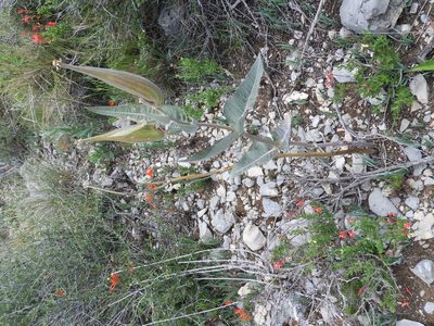 Asclepias sauronii, photographed by Leticia Jiménez Hernández