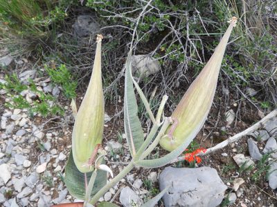 Asclepias sauronii, photographed by Leticia Jiménez Hernández