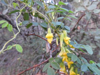 Nissolia platycalyx, photographed by Leticia Jiménez Hernández