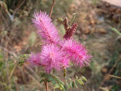 Mimosa dysocarpa, photographed by Alexis López Hernández