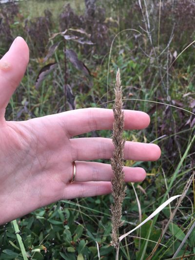 Calamagrostis inexpansa, photographed by Kathleen Houlahan Chayer
